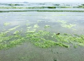 algas floración a mar foto
