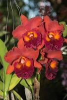 Hybrid dark orange with red cattleya orchid flower photo