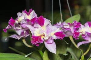 Hybrid pink cattleya orchid flower photo