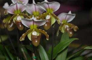 Beautiful Paphiopedilum orchid flowers bloom photo