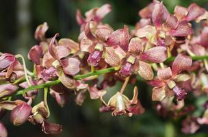 Red Rhynchostylis orchid flower photo