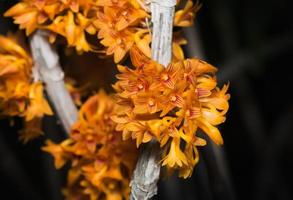 small orange Dendrobium orchid flower photo