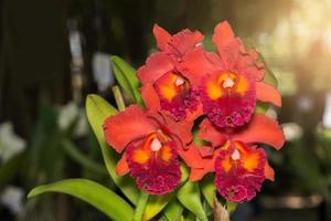 orange Cattleya orchid flower with sunlight photo