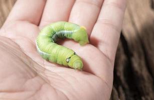 Colored caterpillar or green worm in hand. photo