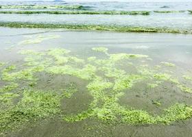 algas floración a mar foto