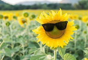 cute sunflower wear sunglass photo
