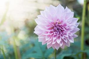 híbrido ligero rosado dalia flor foto