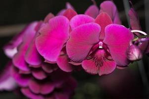 Pink Phalaenopsis orchid flower on dark tone photo