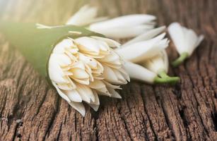 White Champaka flower. photo