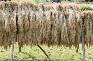 japonés arroz tallos cosechado colgando a seco foto