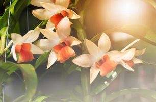 Hybrid orange  dendrobium orchid on nature background photo