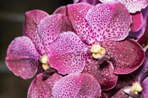 cerrado arriba de grande vanda orquídea flor foto