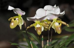 Beautiful Paphiopedilum orchid flowers bloom photo