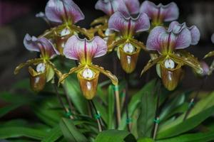 hermosa paphiopedilum orquídea flores floreciente foto