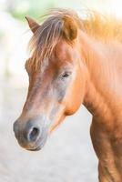 Head brown horse photo