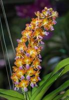 hybrid orange Vanda orchid photo