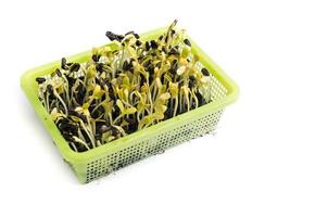 Yellow sunflower sprout photo