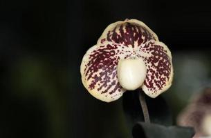 Lady Slipper orchid flower, Paphiopedilum orchid flower photo