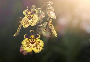 Hybrid yellow Oncidium orchid flower on vintage tone photo