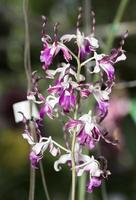 hermosa retorcido dendrobium orquídea flor foto