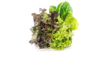 Red Oak and Green Oak salad on white bowl isolated photo