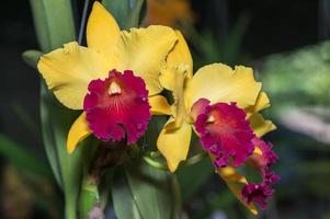 Hybrid yellow with red cattleya orchid flower photo