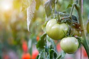 Closeup green tomato hang on branch with sun and lens flare on blurry background. photo