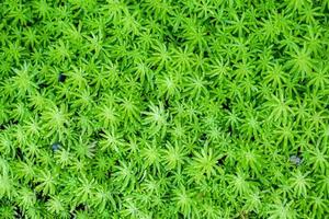 Top view of Succulents cactus background and textured. Most of the trees are shrubs weak. Native to Madagascar, Africa and Asia. Suitable for planting potter. photo