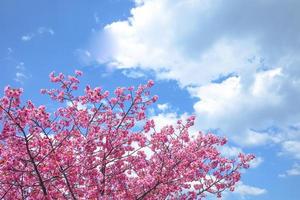 Cherry blossom Sakura pink flower against blue sky beautiful on background a spring day photo