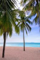 Palm tree on the tropical beach,with a beautiful sea view on blue sky nature background photo