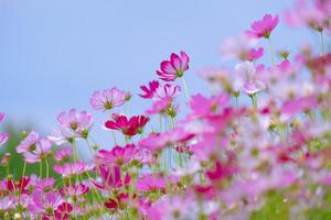 Low Angle View Of Pink cosmos Flowering Plants Against Blue Sky photo