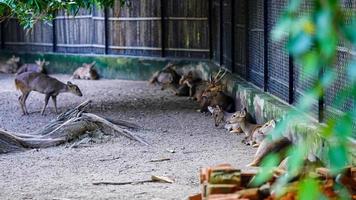 herd of deer sitting in line together photo