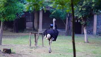 ostrich running in the park photo