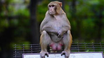 lonely monkey is sitting image photo