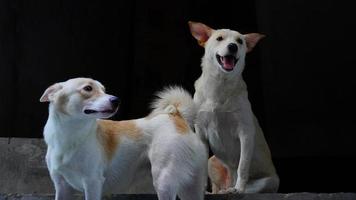 face of street dog image photo