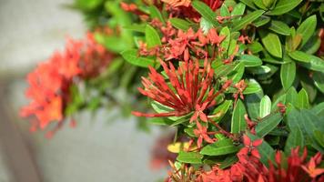 Red pin flowers from Thailand. This small flower species Thai people call it Dok Khem. photo