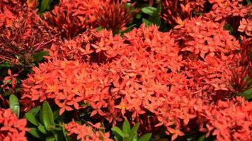 rojo alfiler flores desde tailandia esta pequeño flor especies tailandés personas llamada eso dok khem. foto