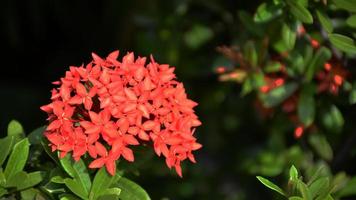 Red pin flowers from Thailand. This small flower species Thai people call it Dok Khem. photo