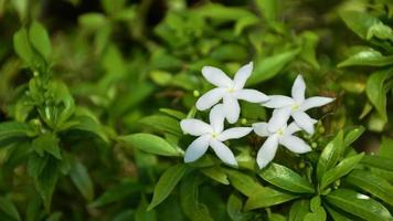 White pin flowers from Thailand. This small flower species Thai people call it Dok Khem. photo