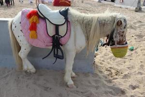 un miniatura caballo es un raza o tipo de caballo caracterizada por sus pequeño Talla foto