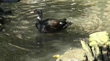 pato de madera de alas blancas, asarcornis scutulata foto