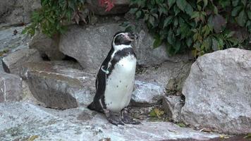 primer plano retrato de pingüino de humboldt spheniscus humboldti foto