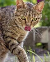 gato montés con lengua después de comidas deliciosas. de cerca foto