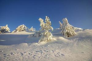 hermosa congelado arboles cubierto con un lote de nieve en el montaña colina foto