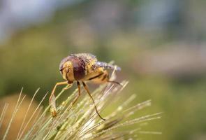 bee on a flower with drops of dew photo