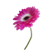 flor rosa gerbera png