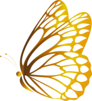 A digital drawing of a butterfly in golden color, suitable for decoration, patterns, or icons png