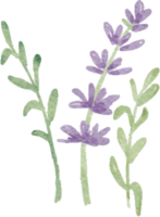 lavendel- vattenfärg mycket liten vild blomma botanisk krans ram png