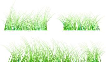 spring grass background vector