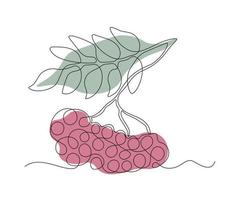 abstract rowan branch with berries Continuous On Line Drawing vector
